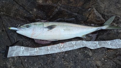 ブリの釣果
