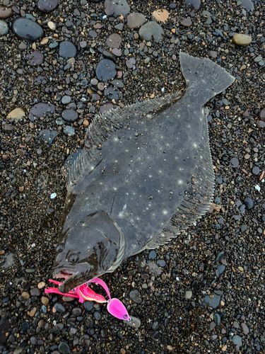 ヒラメの釣果