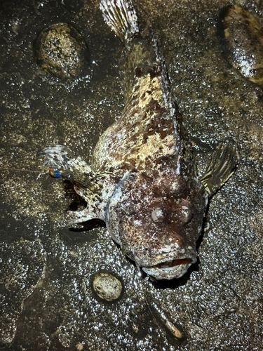 オニオコゼの釣果