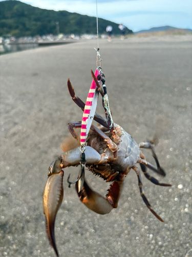 今津湾で釣れたカニの釣り・釣果情報 - アングラーズ | 釣果600万件の