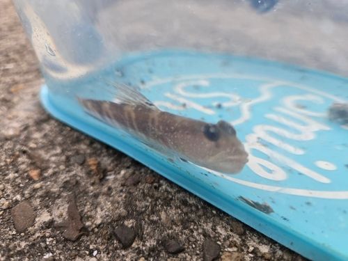 イトヒキハゼの釣果