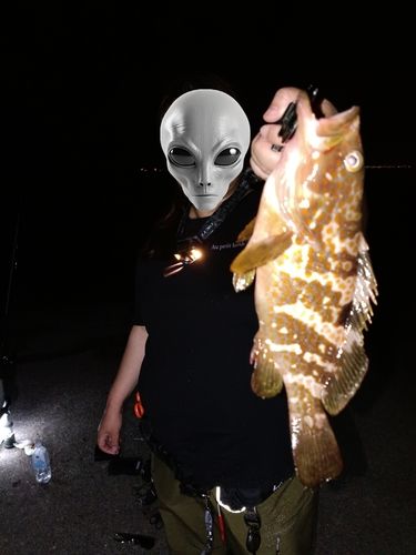 アコウの釣果