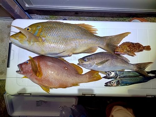 フエダイの釣果