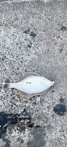 マガレイの釣果