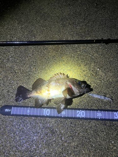 メバルの釣果