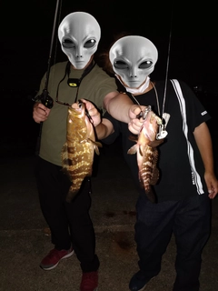 アコウの釣果