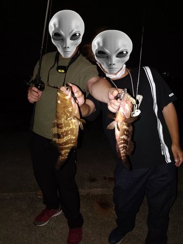 アコウの釣果