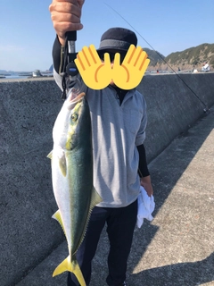 ハマチの釣果