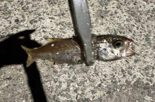 ムツの釣果