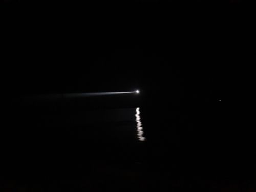 イカの釣果