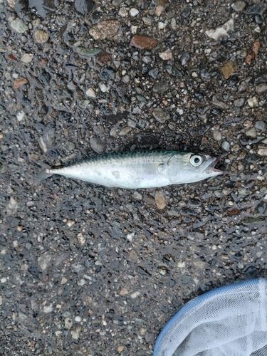 サバの釣果