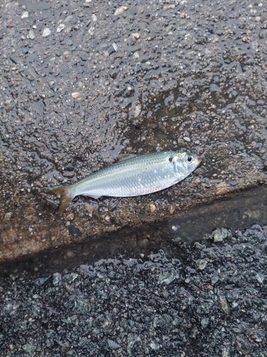 ママカリの釣果