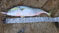 ブリの釣果