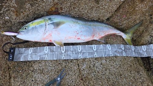 ブリの釣果