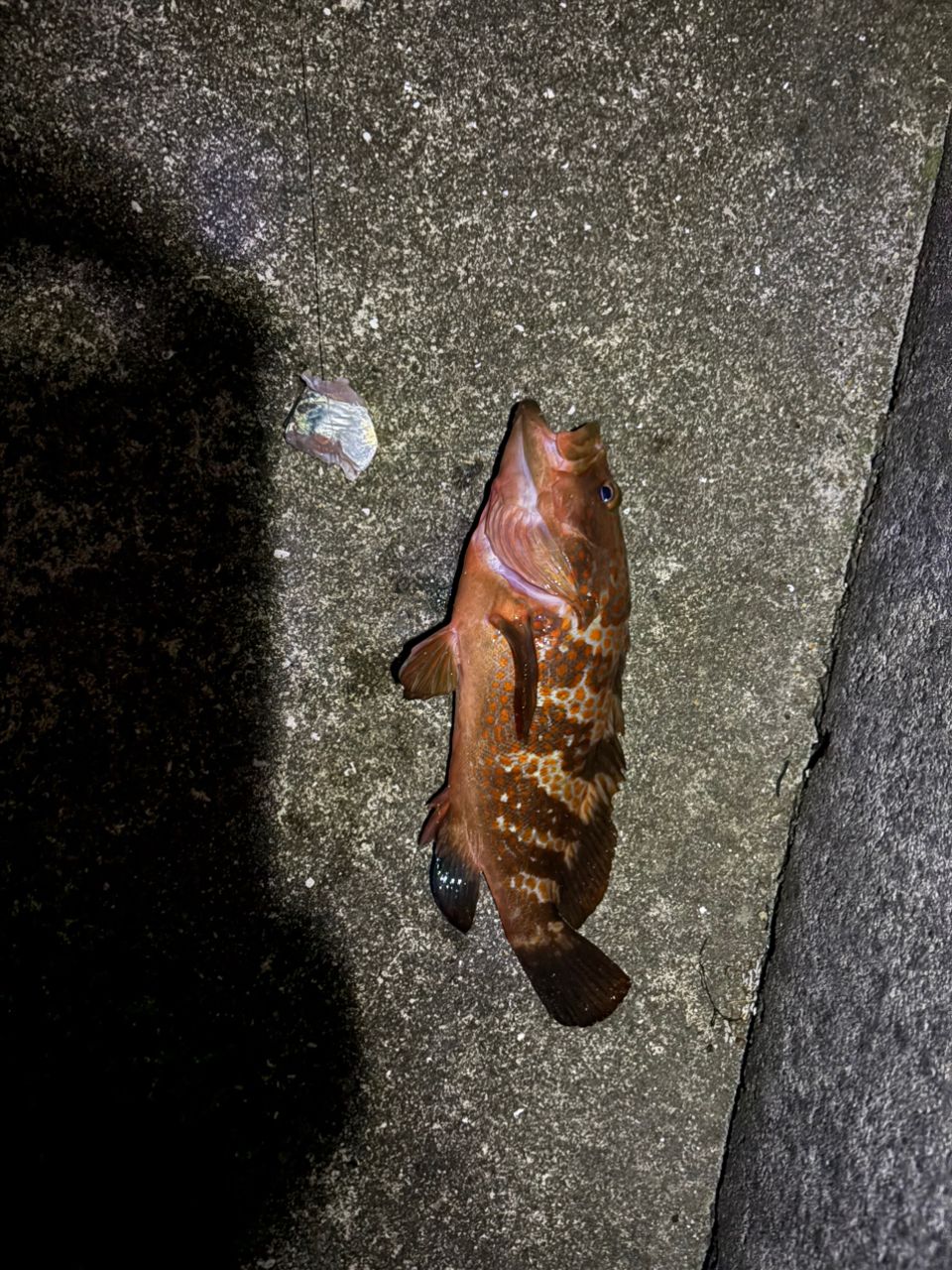 アコウの釣果写真