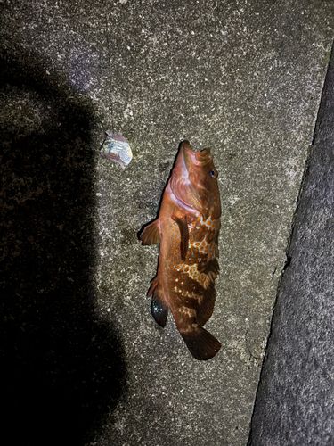 アコウの釣果