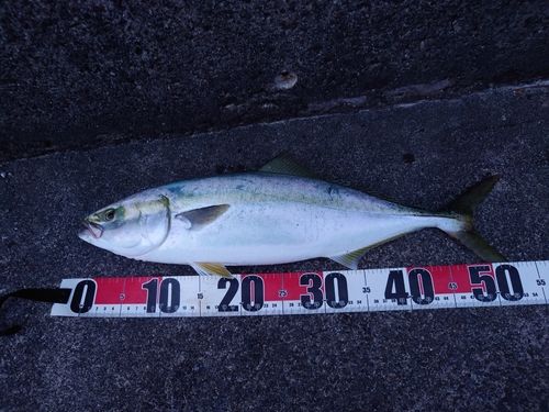 イナダの釣果