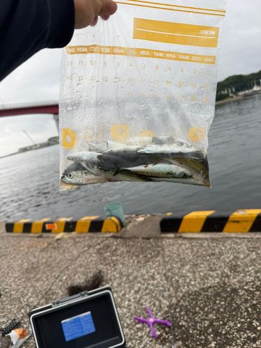 サバの釣果