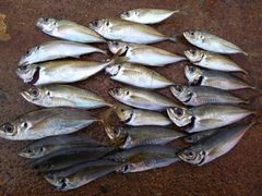 マアジの釣果