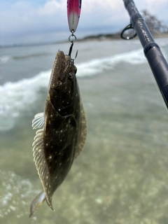 ソゲの釣果