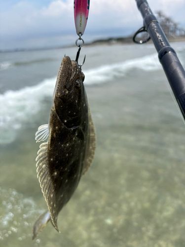 ソゲの釣果