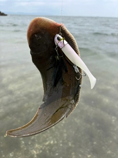 シタビラメの釣果