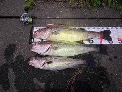 シーバスの釣果