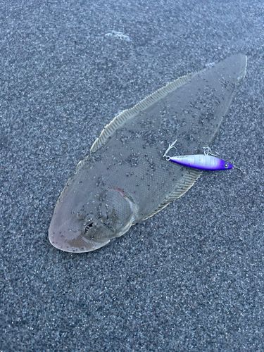 シタビラメの釣果