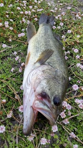 ラージマウスバスの釣果
