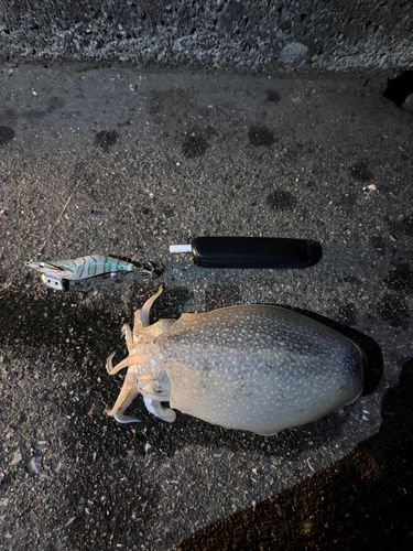 シリヤケイカの釣果