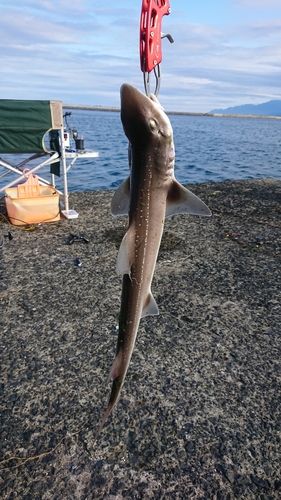 サメの釣果