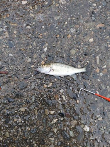 セイゴ（マルスズキ）の釣果