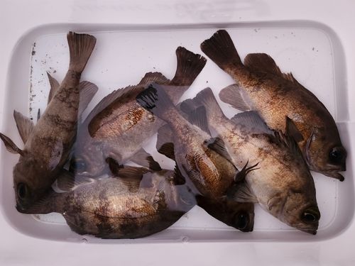 メバルの釣果