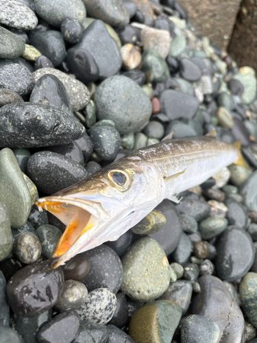 カマスの釣果