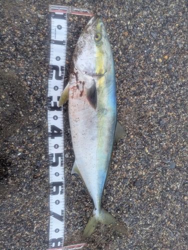 ブリの釣果