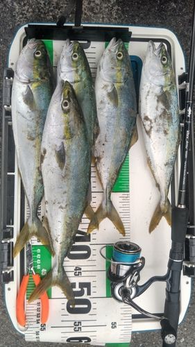イナダの釣果