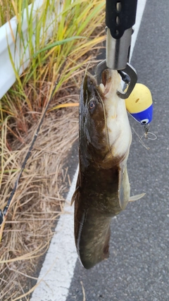 ナマズの釣果