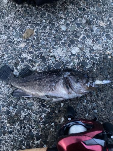 クロソイの釣果