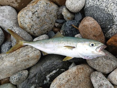 ツバイソの釣果