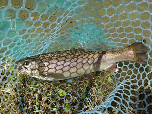 レインボートラウトの釣果