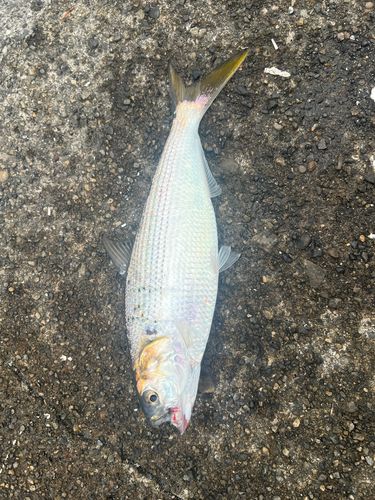 釣果