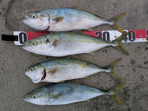 イナダの釣果