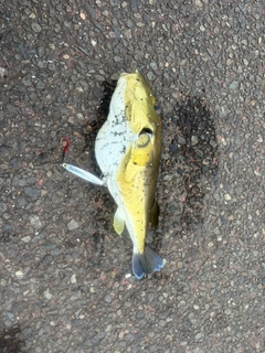クロサバフグの釣果