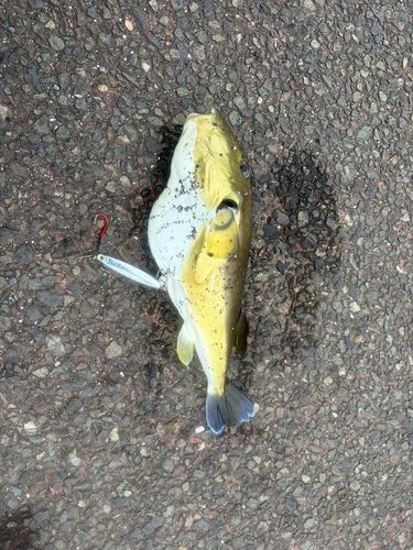 クロサバフグの釣果