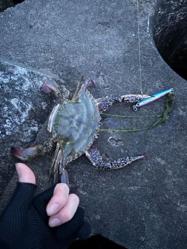 ワタリガニの釣果