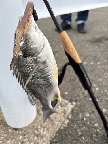 キビレの釣果