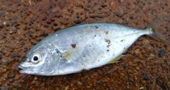 シマアジの釣果