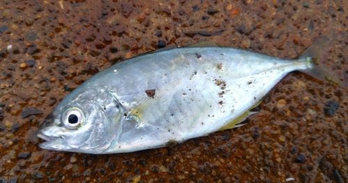 シマアジの釣果