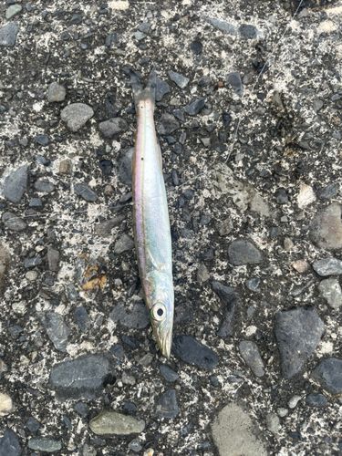 カマスの釣果