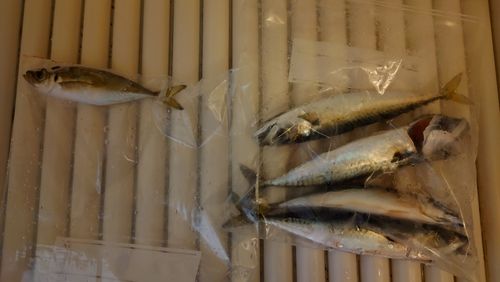 サバの釣果